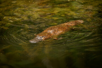Platypus - Ornithorhynchus anatinus, duck-billed platypus, semiaquatic egg-laying mammal endemic to eastern Australia, including Tasmania. Strange water marsupial with duck beak and flat fin tail