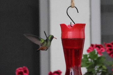 Humming bird on feeder © Mariana