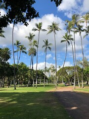 hawaiian palm trees view of the beach walking along palm tree path beautiful blue sky cloudy sky with trees 