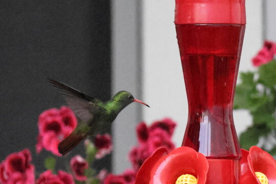 Humming Bird On Feeder