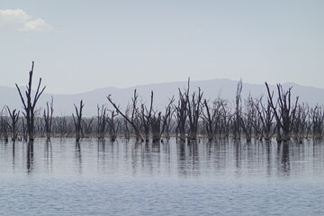 Kenya - Lake Nakuru National Park - Boat View - Various Birds