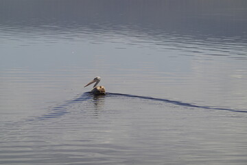 Kenya - Lake Nakuru National Park - Pelican