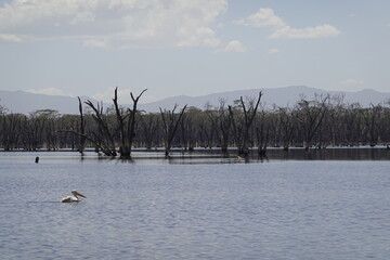 Kenya - Lake Nakuru National Park - Pelican