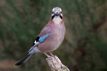 A close up portrait of a jay, Garrulus glandarius, as it is perched on a wooden branch. It is staring forward, looking directly at the camera.