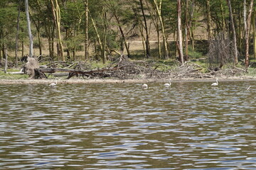 Fototapeta na wymiar Kenya - Lake Nakuru National Park - Boat View - Various Birds