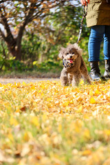 トイプードルを連れて女子旅　瀬戸内海の島巡り　銀杏の木の下で