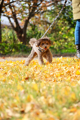 トイプードルを連れて女子旅　瀬戸内海の島巡り　銀杏の木の下で