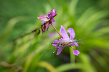 a caterpillar is in a flower