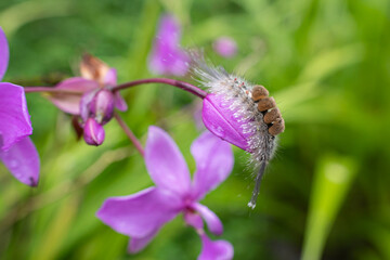 a caterpillar is in a flower