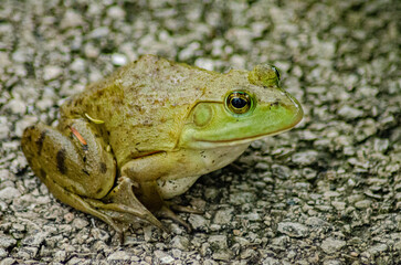 589-52 Frog on Asphalt