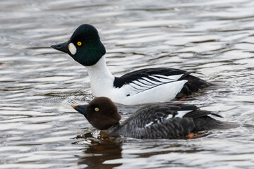 Male and female goldeneye ducks (Bucephala clangula), Edinburgh, Scotland.