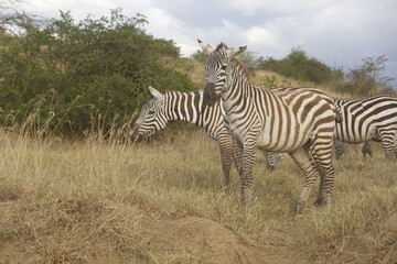 Fototapeta na wymiar Kenya - Lake Nakuru National Park - Zebra