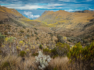 Los Nevados Frailejon Espeletia, Cactus Plants	