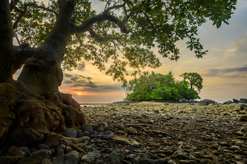 Tree on the rock beach with small island, Phuket, Thailand.