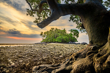 Tree on the rock beach with small island, Phuket, Thailand.
