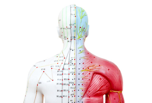 Oriental Medicine model in hospital , figure on white background