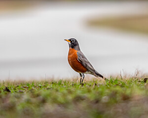American Robin Bird Plano Texas Park
