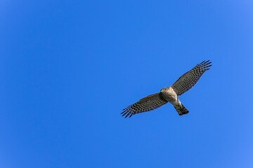 青空バックに悠然と飛ぶハイタカ