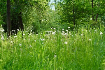 Soczysta zieleń trawy z dmuchawcami w otoczeniu zieleni. Piękny park, trochę dziki - obrazy, fototapety, plakaty