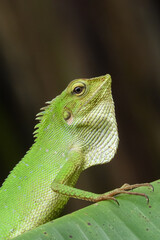 Chameleon is a special name for various types of lizards that have the ability to change the color of their skin