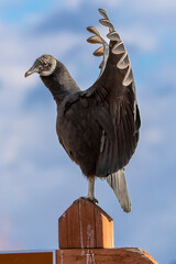 Black Vulture Perched