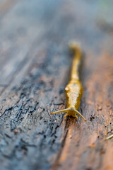 California Banana Slug (Ariolimax californicus) crawling over stump. Selective focus.