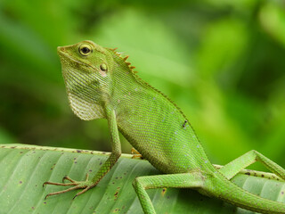 Chameleon is a special name for various types of lizards that have the ability to change the color of their skin