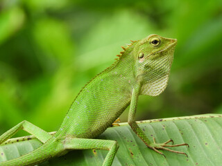 Chameleon is a special name for various types of lizards that have the ability to change the color of their skin