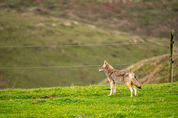 Coyote (Canis latrans) standing in the meadow, Point Reyes, California