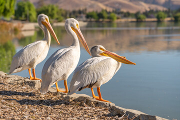 Three white American pelicans stand on the shore of Lake.