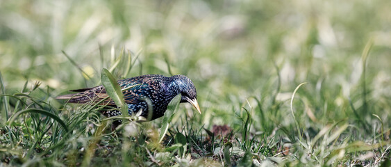 Starling walking in the grass at park in Lithuania. Selective sharpness.