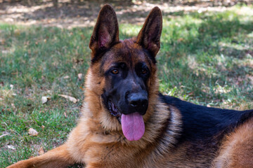 Portrait of a German Shepherd puppy