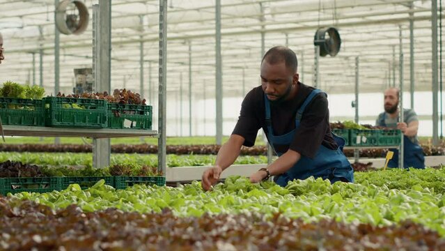 African american bio farm worker gathering green lettuce ready for delivery on rack with crates pushed by woman in greenhouse. Vegetables picker harvesting organic plants grown with no pesticides.