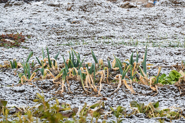 雪の畑の長ネギ