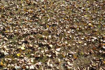 dry leaves on the grass