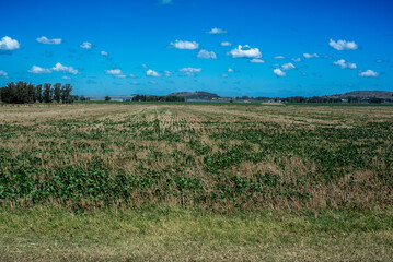 Soybean planted on wheat stubble in a field of the Argentine Pampa