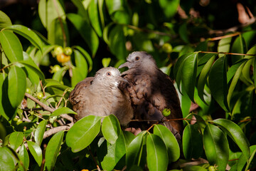 Ave columbina ou pomba rolinha. Brasil.