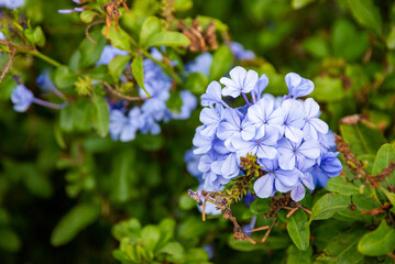 flower of a plumbago auriculata plant in a park