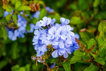 flower of a plumbago auriculata plant in a park