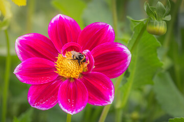 Fototapeta na wymiar Bee on Delicate flower at golden sunset, idyllic landscape in Giverny, France