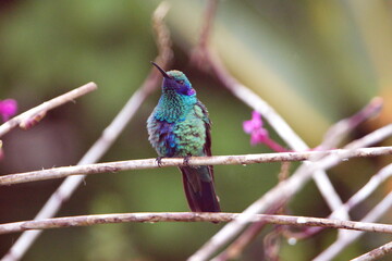 Sparkling violetear (Colibri coruscans) hummingbird perched in a purple orchid, in a garden in...
