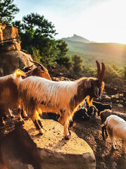 goat on the mountain