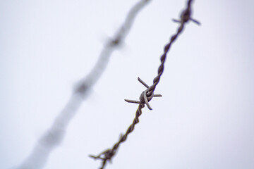 branches of a willow