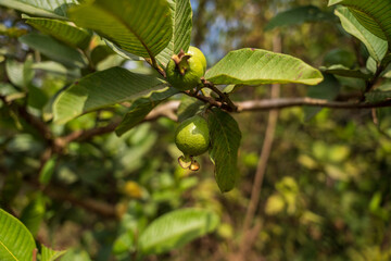 Beautiful architecture of temple lamp