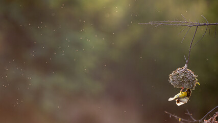 Ploceus cucullatus - Village weaver - Tisserin gendarme
