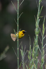 Ploceus cucullatus - Village weaver - Tisserin gendarme