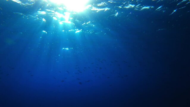 School Of Fish Swimming In Deep Blue Ocean On Sunny Day - Oahu, Hawaii