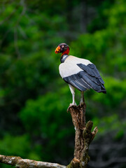 King Vulture standing on log, portrait against dark green background