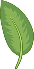 leaf png graphic clipart design