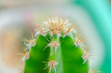 close up of cactus plant and thorns with soft focus